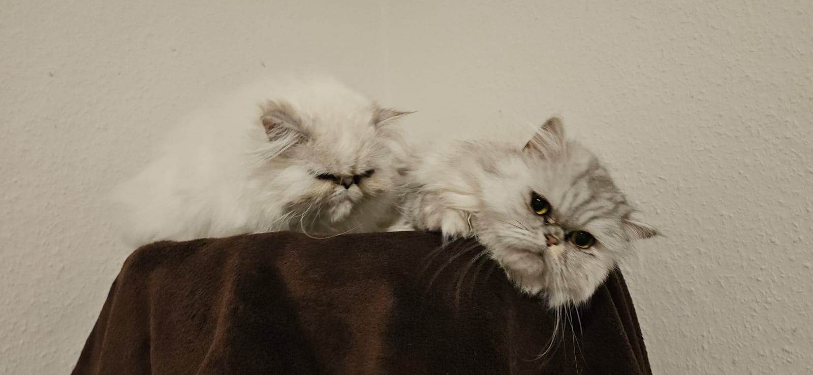 Miri und Nabi
